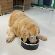 Stainless Steel Dog Bowl with Non-Slip Bottom