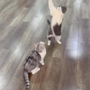 Bird Design Cat Teaser Toy