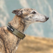 Training Dog Collar