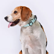 Heavy Duty Solid Dog Collar